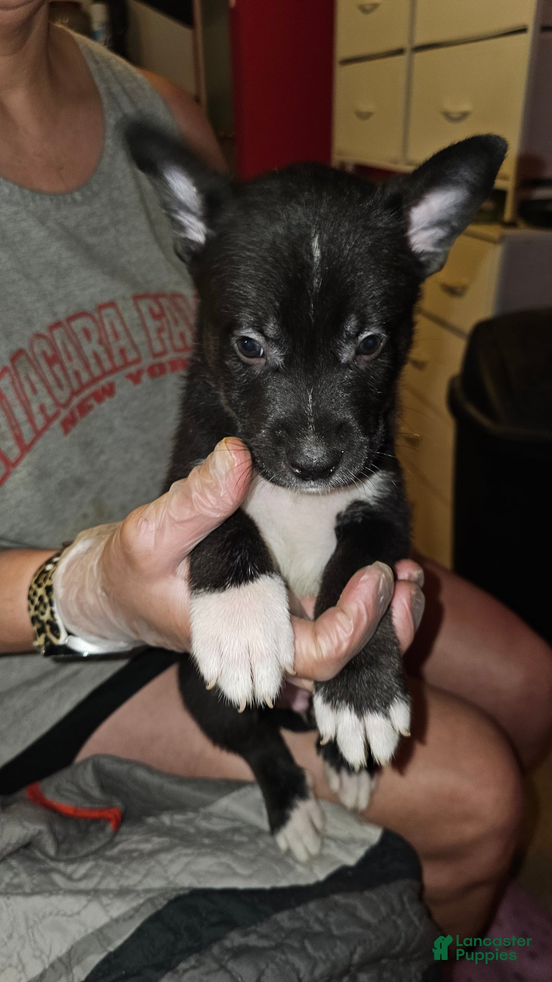 Mixed Breed dogs for sale: Darla - Ad 3