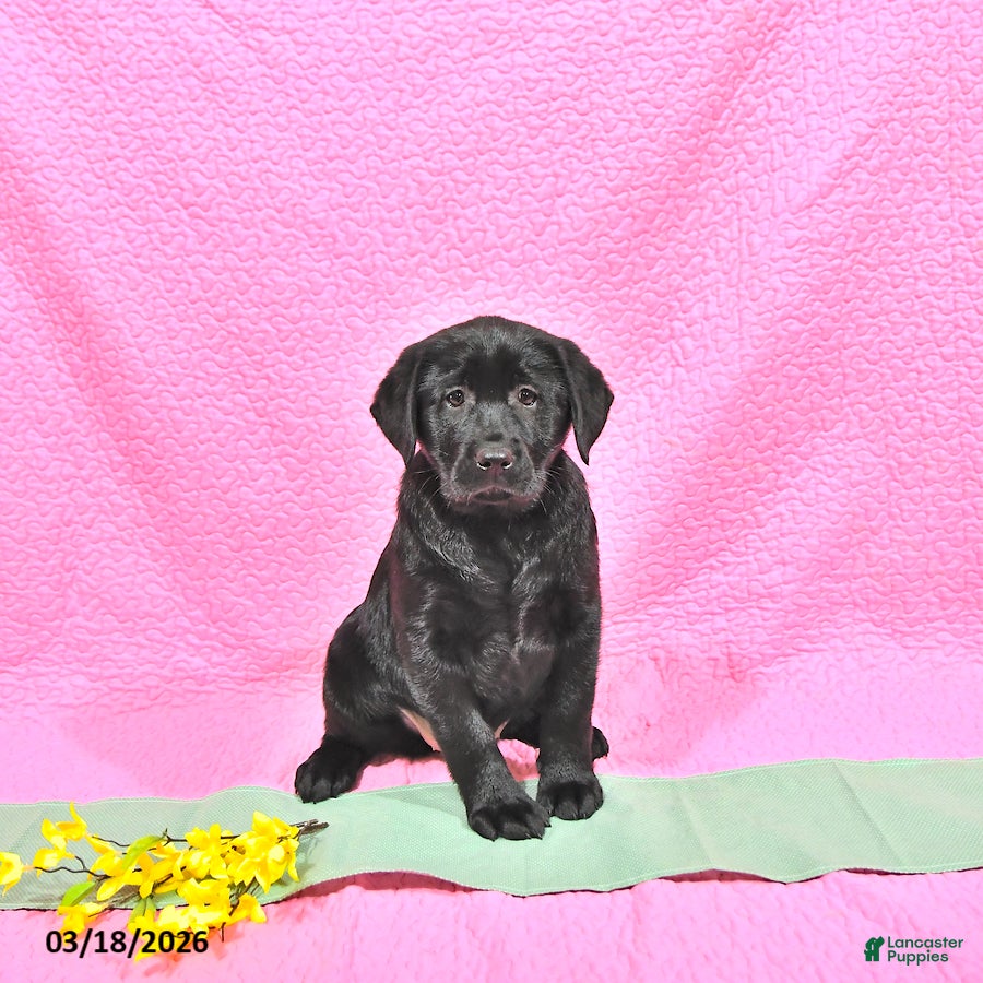 Labrador Retriever dogs Prunella - Ad 1