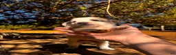 Great Pyrenees dogs for sale: Great Pyrenees 3 - Ad 2