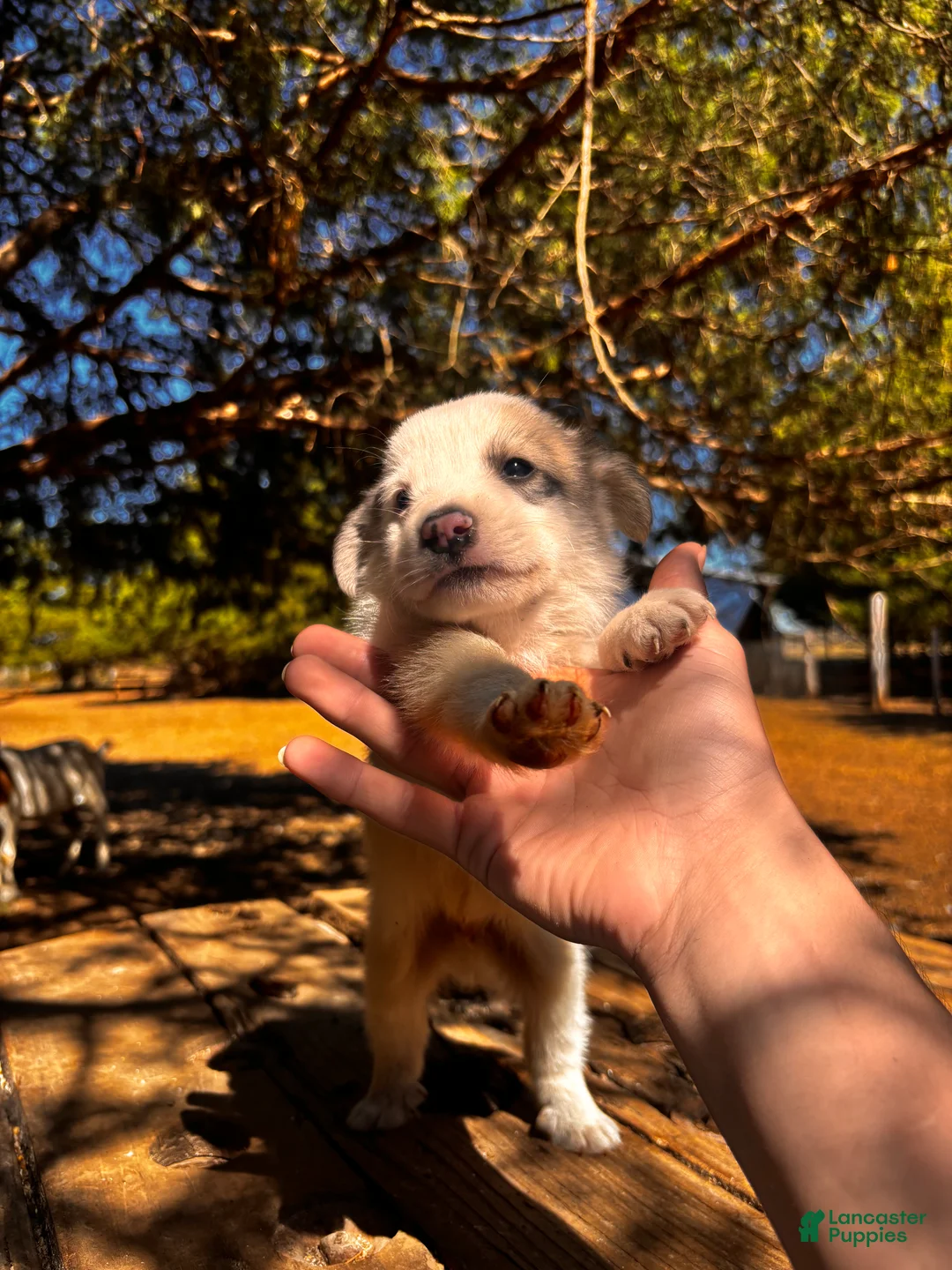 Great Pyrenees dogs for sale: Great Pyrenees 3 - Ad 2