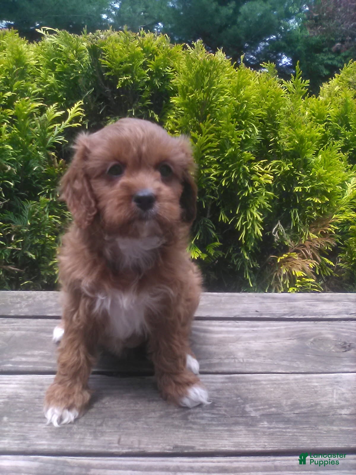 Cavapoo dogs Dora - Ad 1