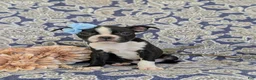 Boston Terrier dogs for sale: Sasha - Ad 3