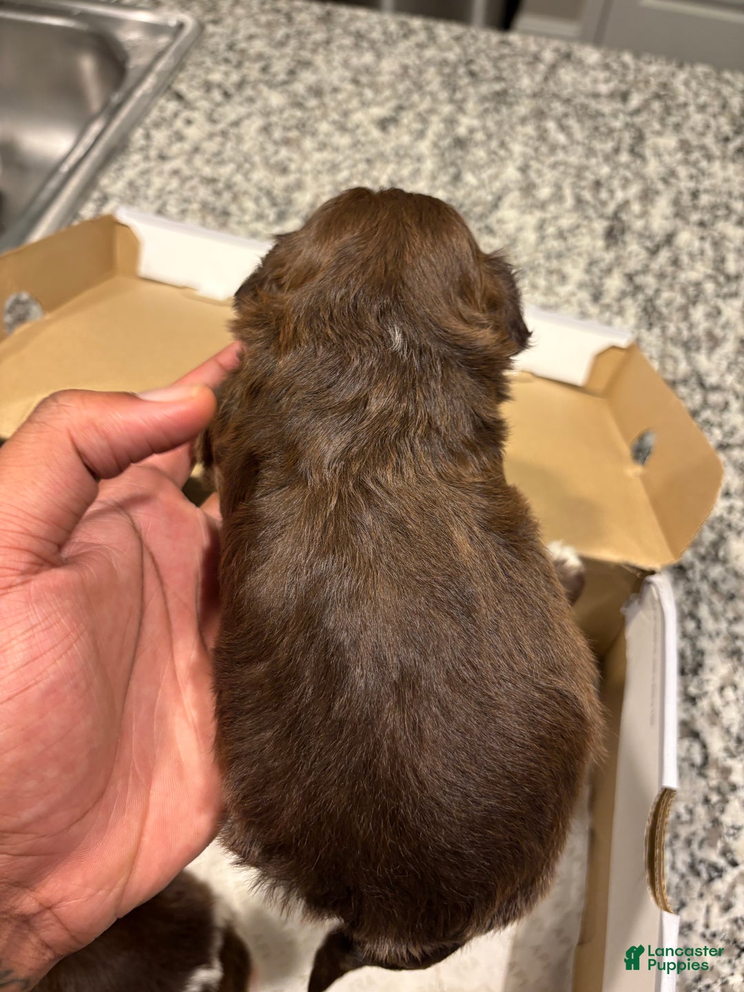 Shih Tzu dogs for sale: Choc - Ad 3