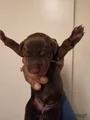 Doberman Pinscher Puppy 3