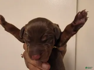 Doberman Pinscher dogs Doberman Pinscher Puppy 3 - Ad 25