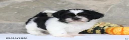 Shih Tzu dogs for sale: Paxton - Ad 4