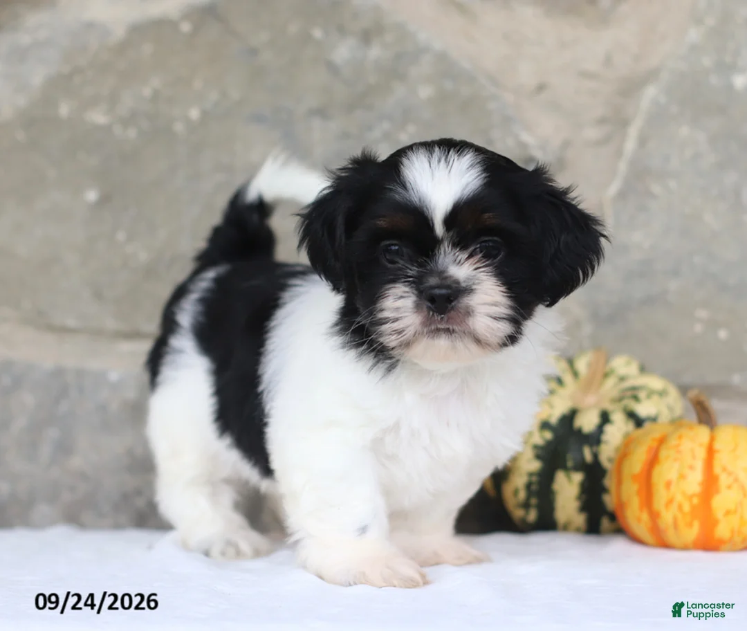 Shih Tzu dogs for sale: Paxton - Ad 4