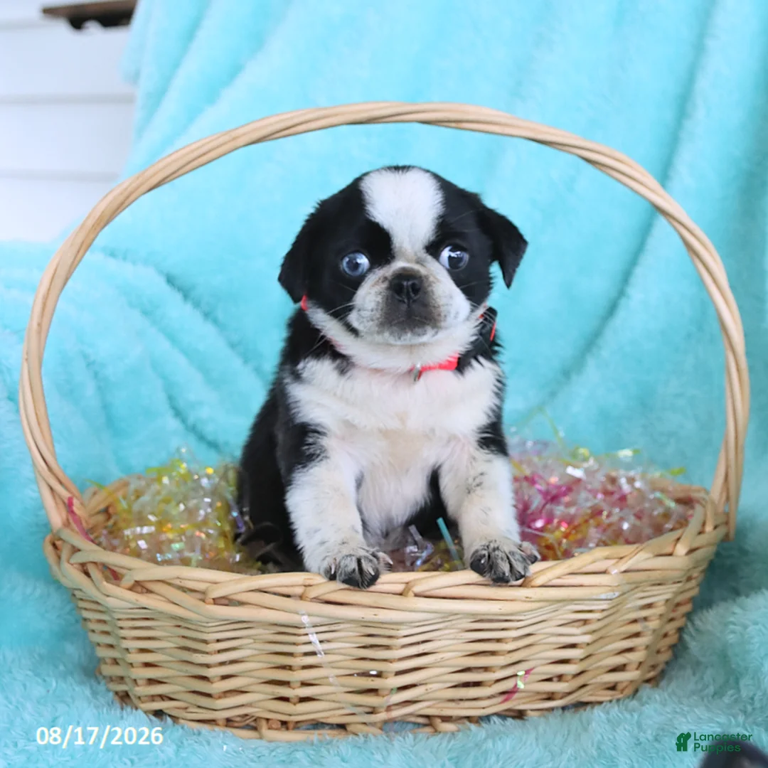 Pug dogs for sale: Abby - Ad 1