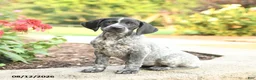 German Shorthaired Pointer dogs for sale: Anna - Ad 5