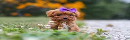 Cavapoo dogs for sale: Lilac - Ad 5