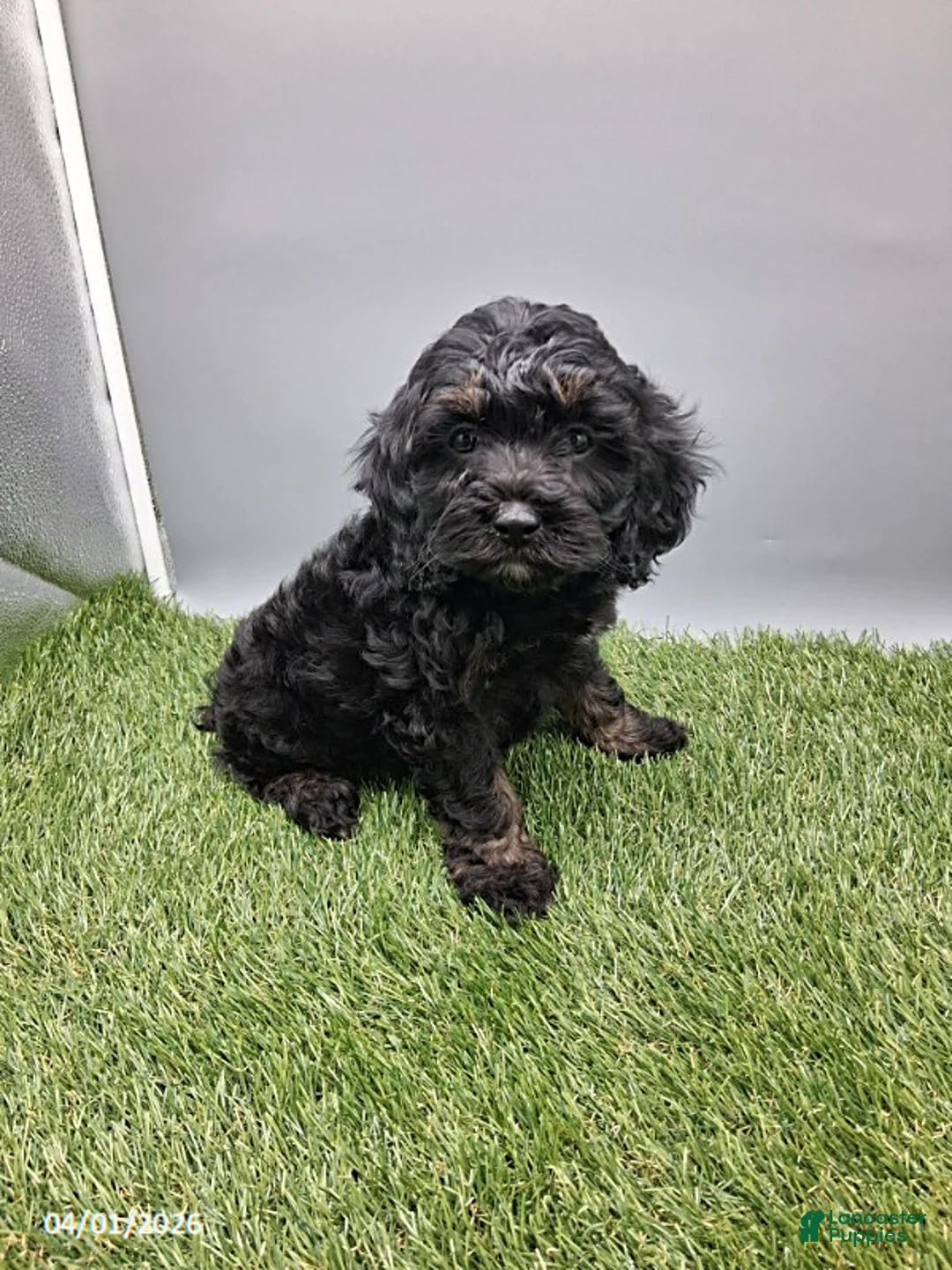Cockapoo dogs for sale: Rose - Ad 1
