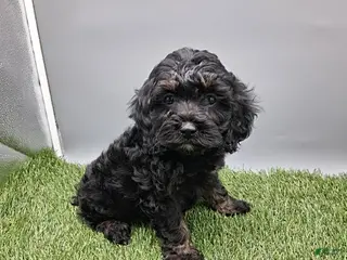 Cockapoo dogs for sale: Rose - Ad 1