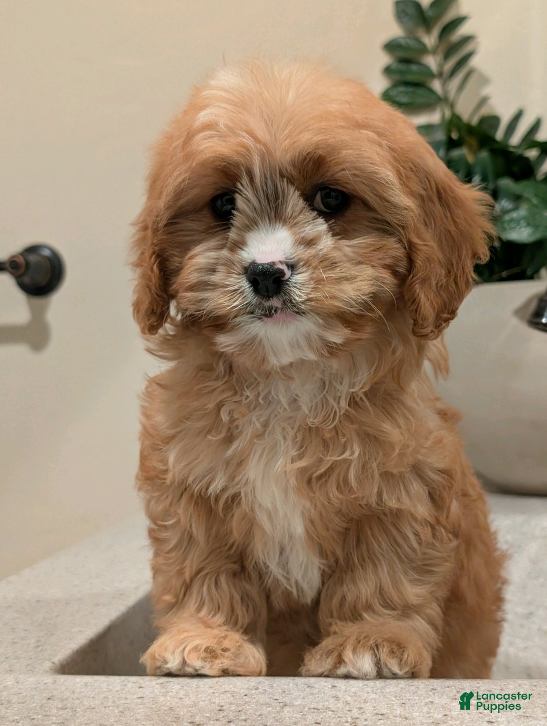 Cavapoo dogs for sale: Barbie  - Ad 2