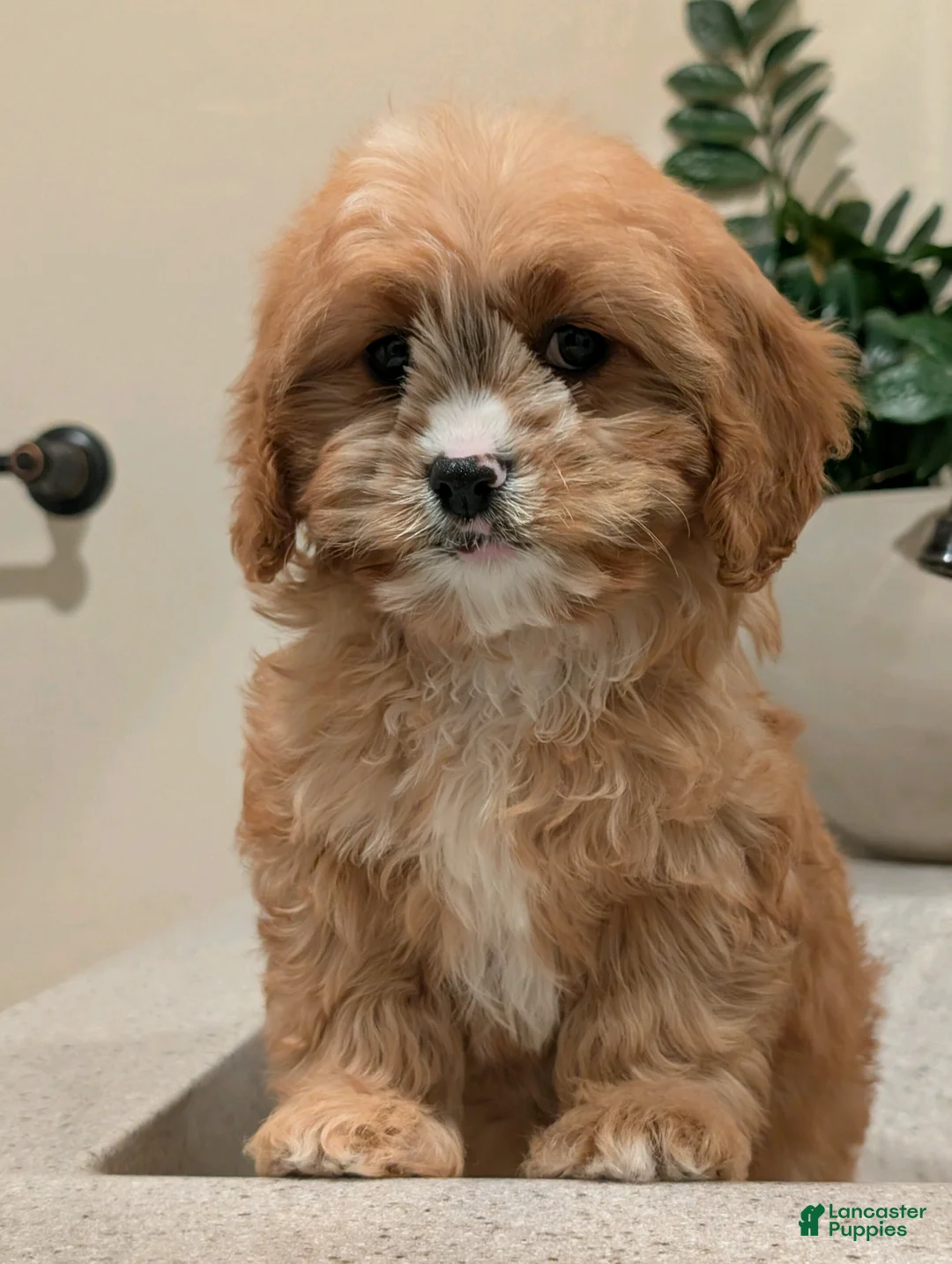 Cavapoo dogs for sale: Barbie  - Ad 2
