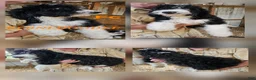 Bernedoodle dogs for sale: Bernedoodle  - Ad 12