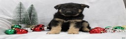 German Shepherd dogs for sale: Ace - Ad 5