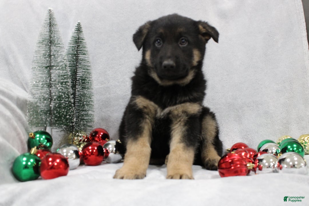 German Shepherd dogs for sale: Ace - Ad 5