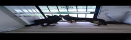 German Shepherd dogs for sale: Riot - Ad 11