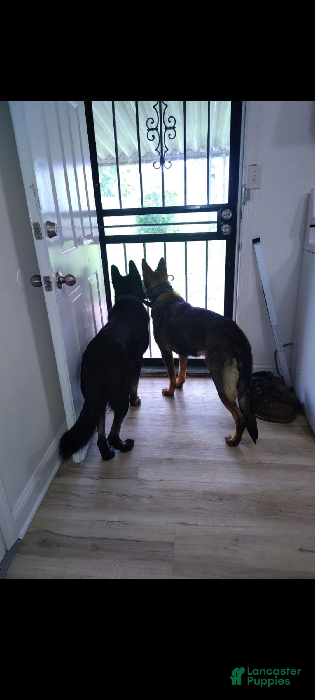 German Shepherd dogs for sale: Riot - Ad 11