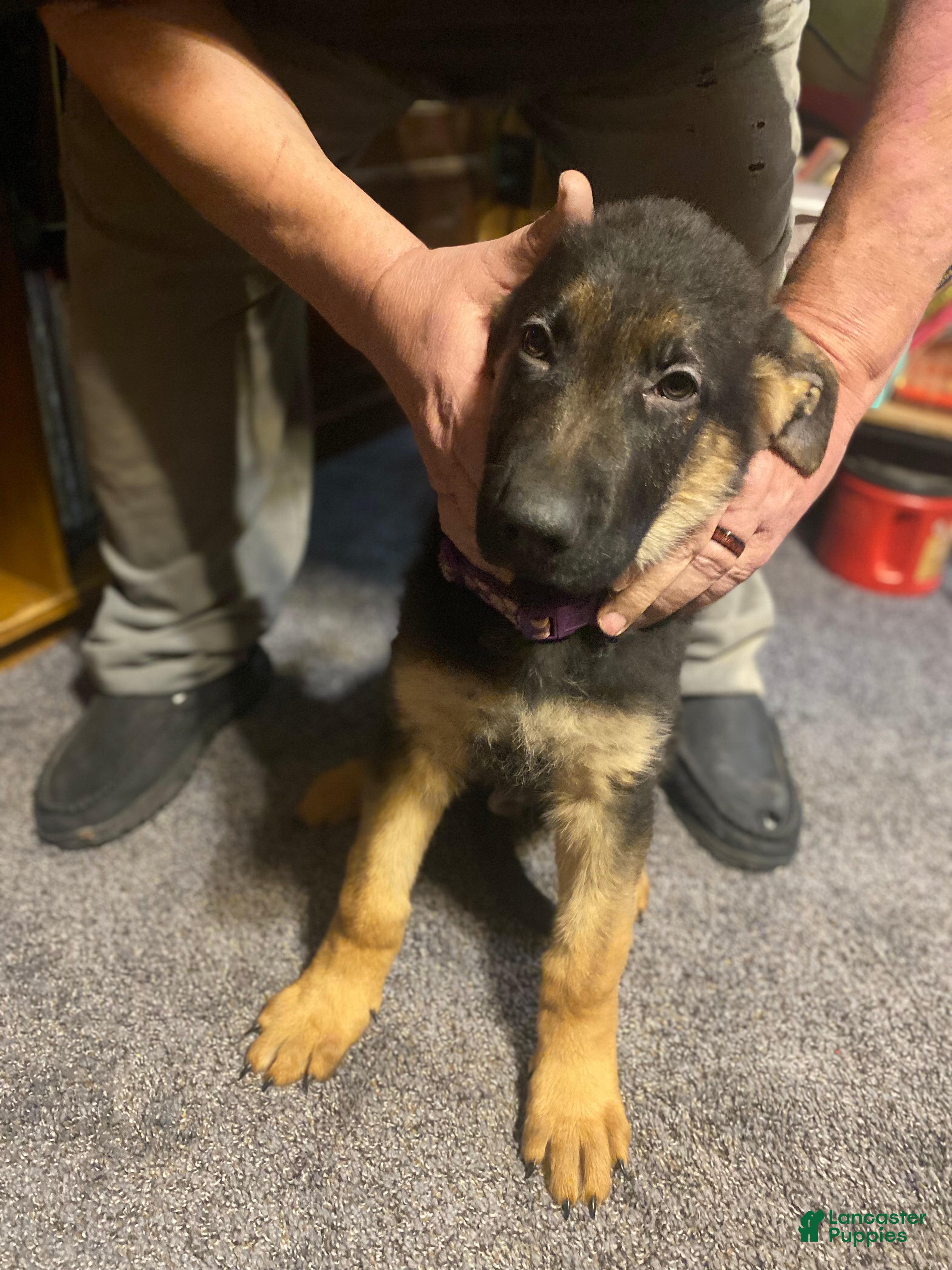 German Shepherd dogs German Shepherd Puppy 2 - Ad 2