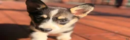 Welsh Corgi Pembroke dogs for sale: Holly - Ad 9