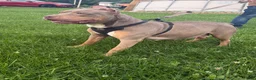 American Bully dogs for sale: Roxy  - Ad 4