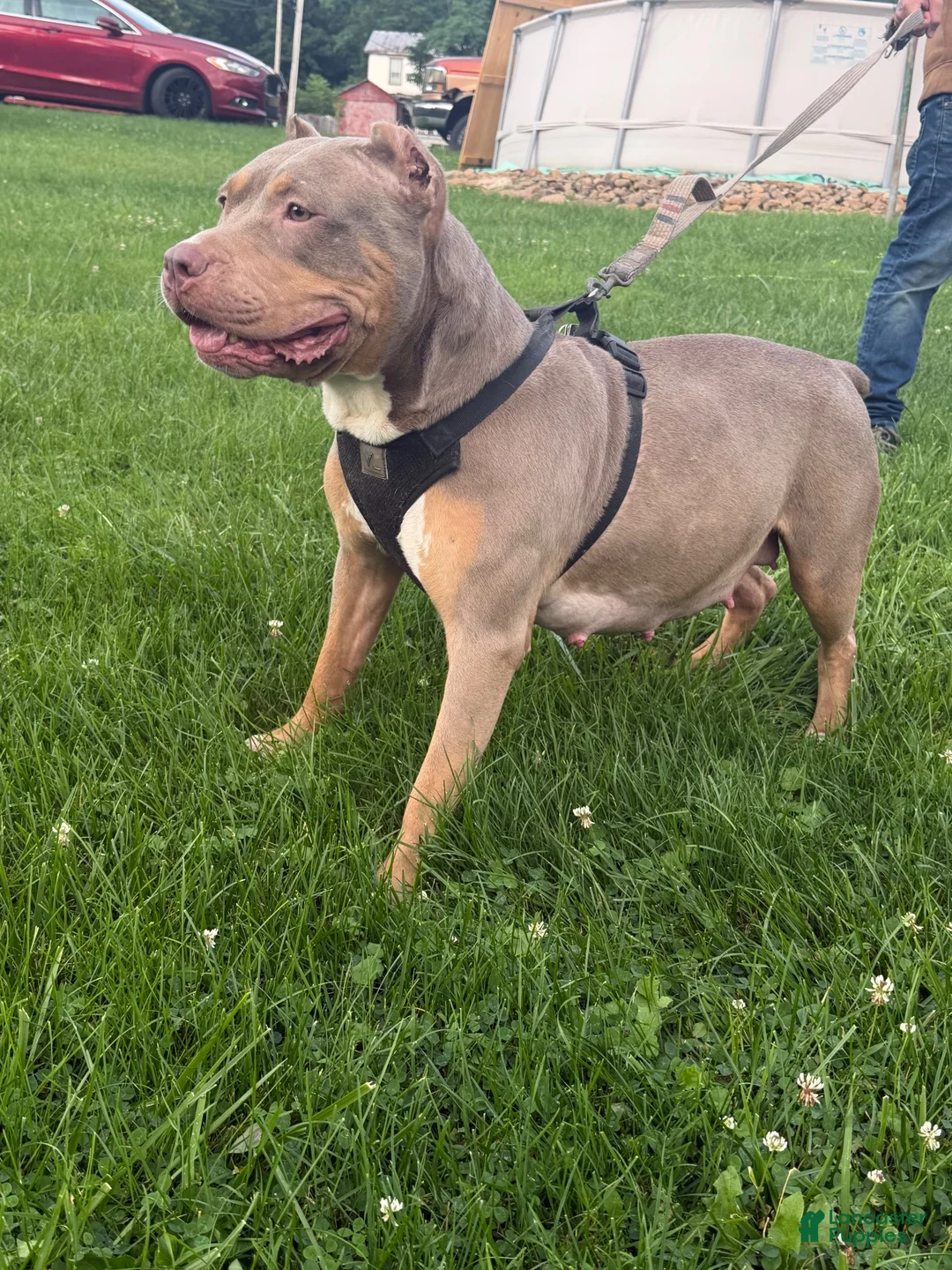 American Bully dogs for sale: Daisy  - Ad 2