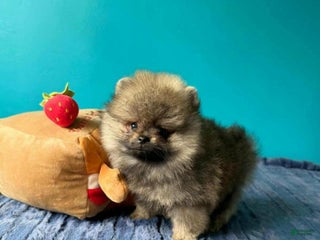 Pomeranian dogs - Ad 15