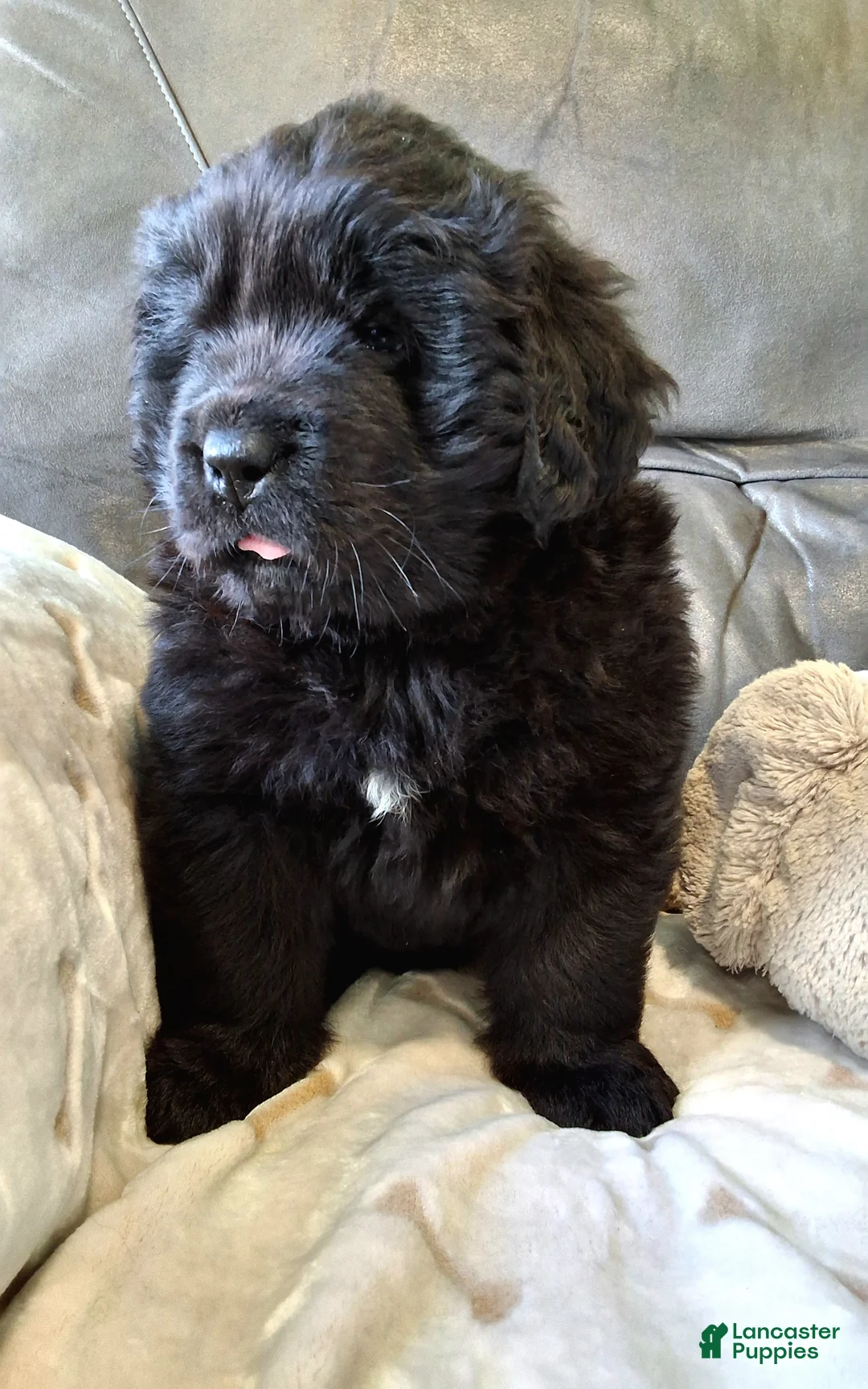 Newfoundland dogs for sale: AKC OFA BEAR - Ad 1
