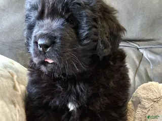 Newfoundland dogs for sale: AKC OFA BEAR - Ad 2