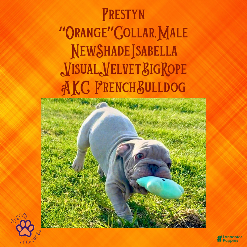 French Bulldog dogs for sale: Prestyn “ Orange” Collar, Male - Ad 8