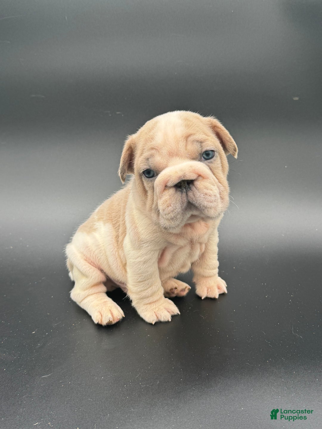 French Bulldog dogs for sale: French Bulldog Puppy 1 - Ad 4