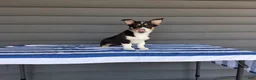 Welsh Corgi Pembroke dogs for sale: Max - Ad 4