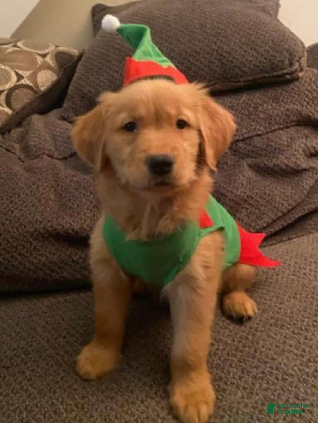 Gallery Image {{count}}