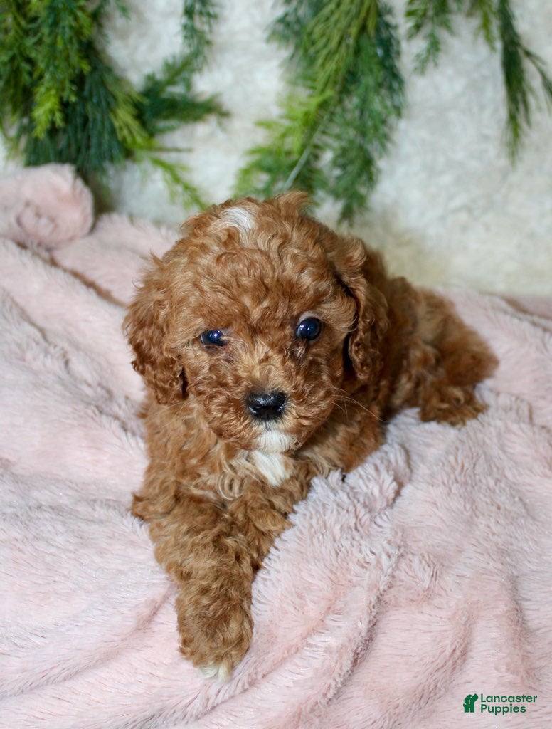 Cavapoo dogs Cavapoo 8 - Ad 13