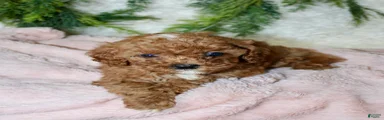 Cavapoo 8
