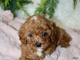 Cavapoo dogs Cavapoo 8 - Ad 33