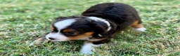 Toy Australian Shepherd dogs for sale: Luigi - Ad 3