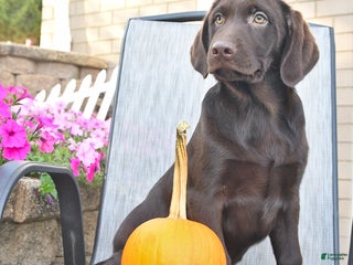 Labrador Retriever dogs - Ad 9