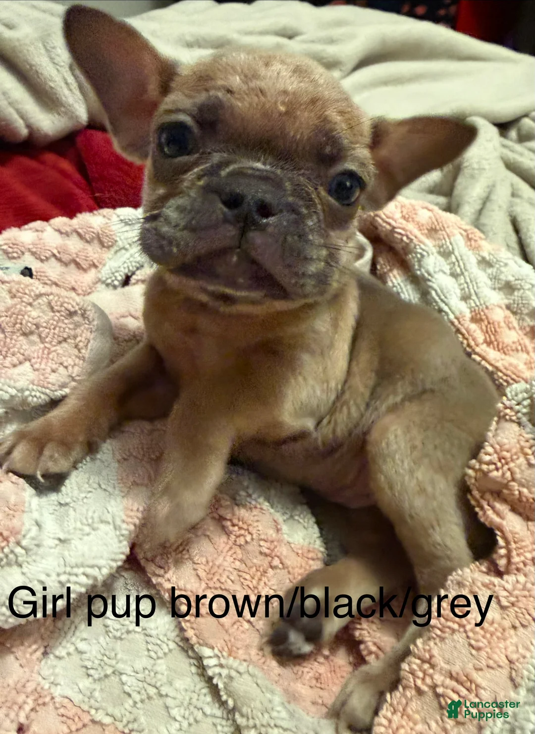 Mixed Breed dogs for sale: Mixed Breed Puppy 4 - Ad 1