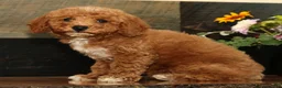 Miniature Poodle dogs for sale: Kyle - Ad 6