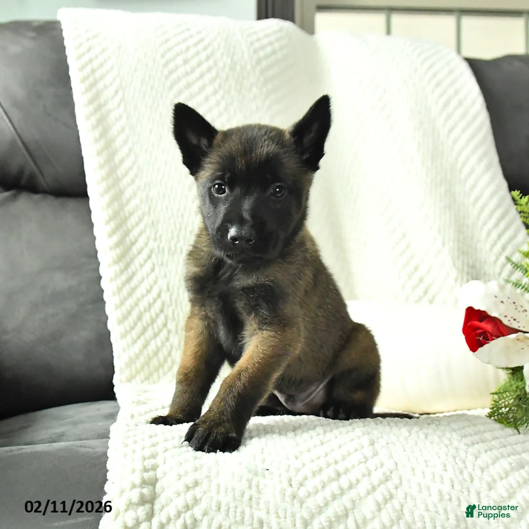 Belgian Malinois dogs for sale: Bruce - Ad 3