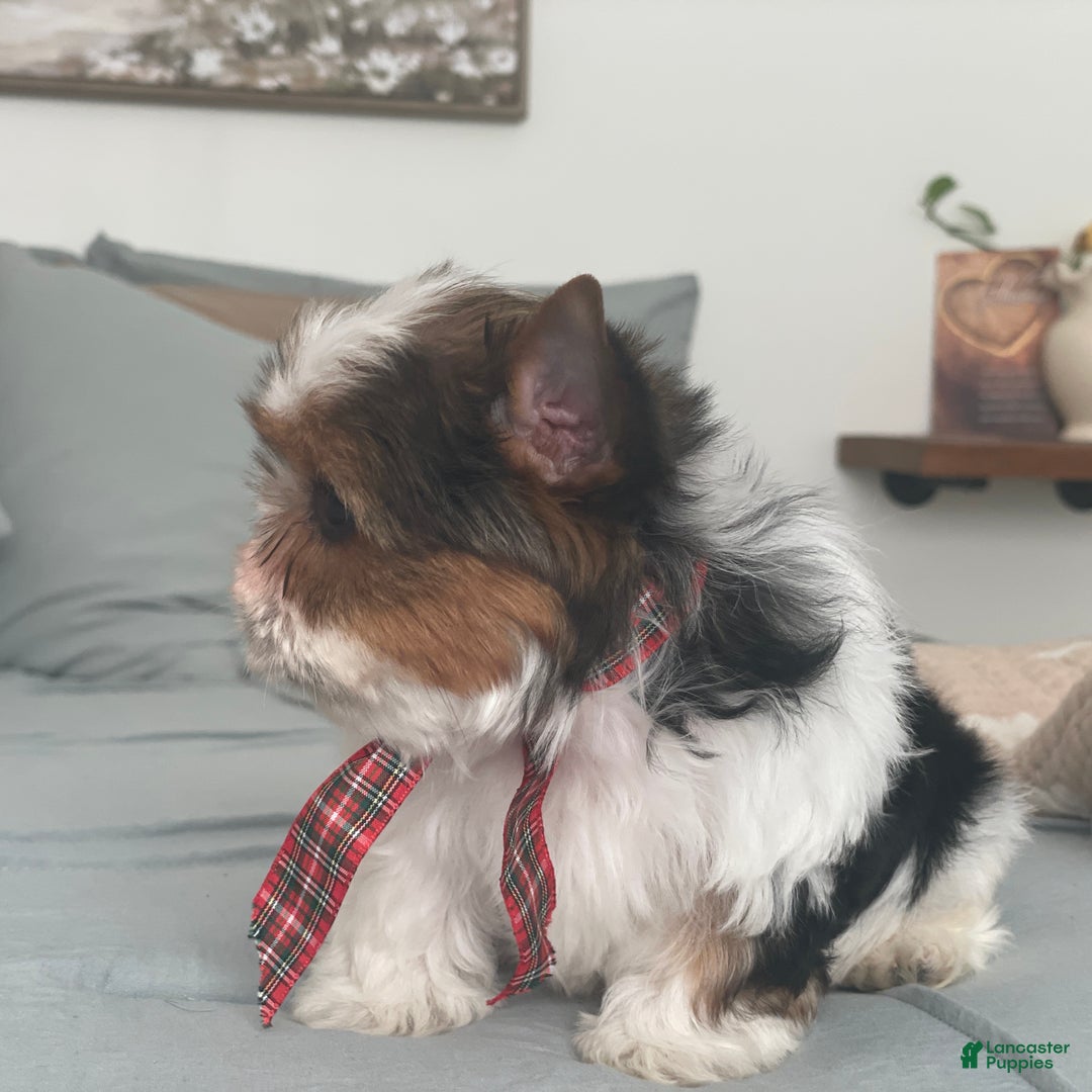 Biewer Terrier dogs for sale: Pippin - Ad 3