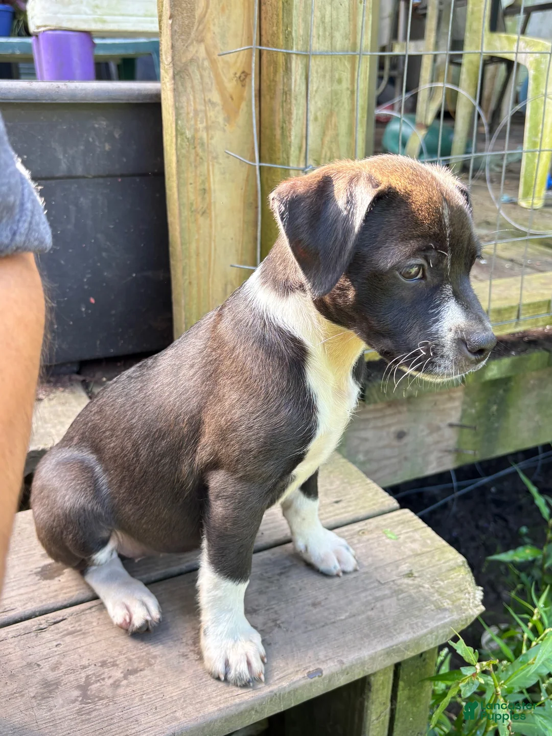 Mixed Breed dogs for sale: Smarty - Ad 2