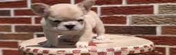 French Bulldog dogs for sale: Elena - Ad 12