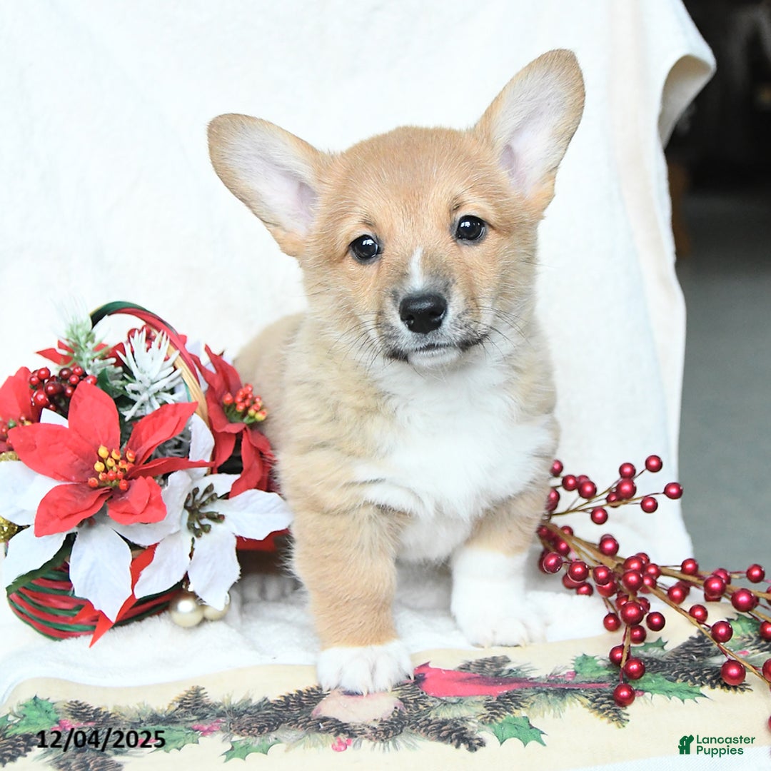 Welsh Corgi Pembroke dogs for sale: Holly - Ad 2