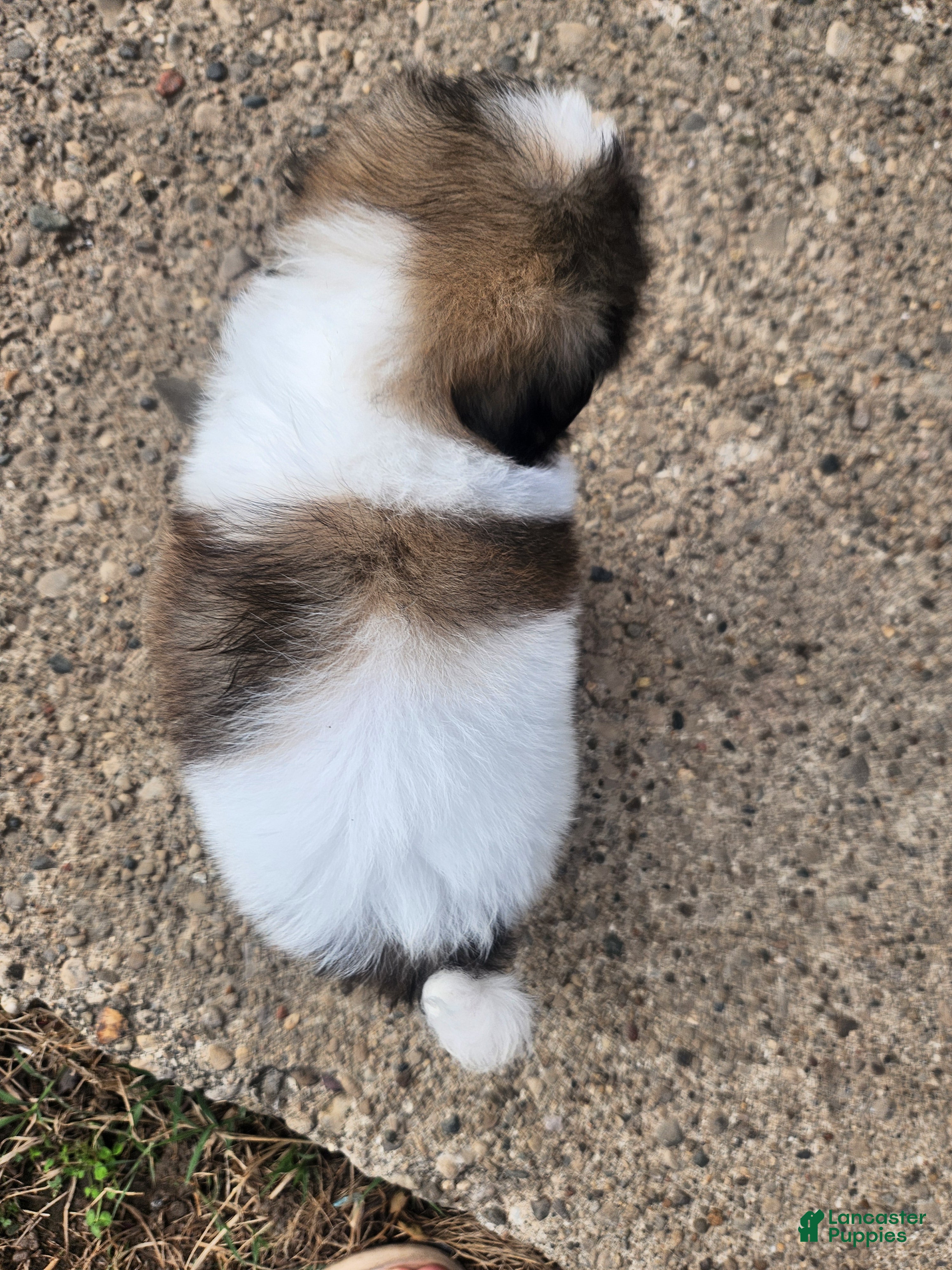 Shih Tzu dogs Shih Tzu Puppy 1 - Ad 5