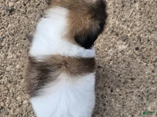 Shih Tzu dogs Shih Tzu Puppy 1 - Ad 5