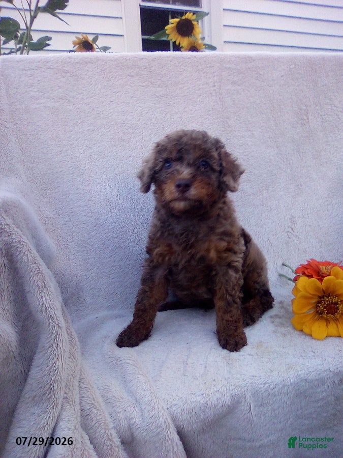 Toy Poodle dogs Tucker - Ad 2
