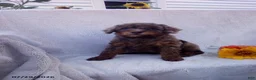 Toy Poodle dogs for sale: Tucker - Ad 2